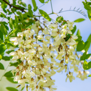 Salcâm – Flores Acaciae
