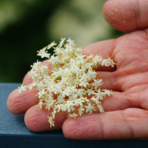 Soc sitat și nesitat – Flores Sambuci