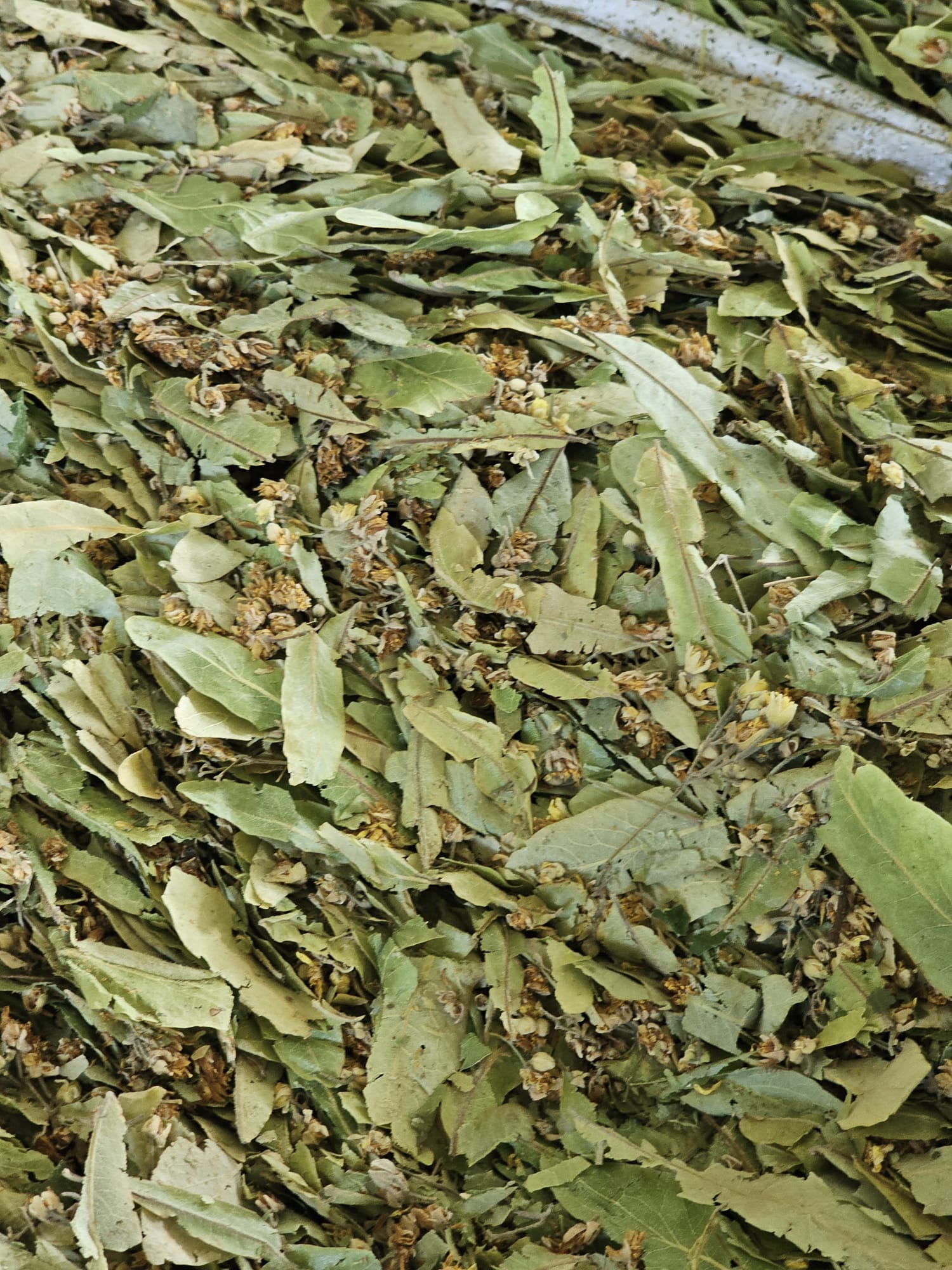 Tei argintiu – Flores Tiliae Arg. Cl.Br.